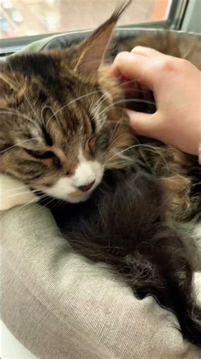 Cat purring ASMR 💖 #cat #love #purr #purringcats