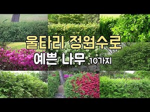 울타리 정원수로 좋은 나무 🍃황매화, 나무수국, 주목, 사철나무, 회양목, 영산홍, 설유화 등...