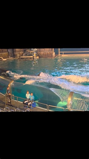 apex.orkid on Instagram: "Orca trainers as volunteers. #orca #shamu #seaworld #sandiego #conservation #shamustadium #soakzone #soaked"