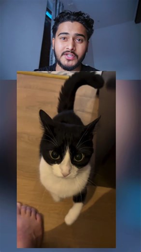 V | Bicolor cat 🧠😛😺 #bicolorcat #tuxedocat #catlove | Instagram