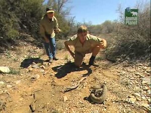 Crocodile Hunter « In the Den of Rattlesnakes » | [1/4] |
