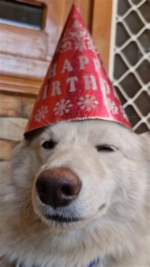 😉intodusing pluto danger smile 🐶 #doglover #pets #funnydog #dance #love #doglove #dogshorts