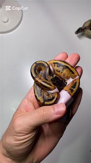 Filmy użytkownika Regiusso - Hodowla Pytonów (@regiusso) z muzyką dźwięk oryginalny - Regiusso - Hodowla Pytonów