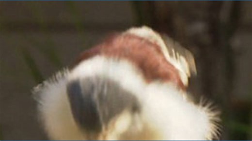 San Diego Zoo Day | Meet the African Pigmy Falcon, one of the smallest bird of prey species in the world. | CBS 8 San Diego
