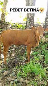 15K views · 120 reactions | Sapi pedet betina #sapi #reels | Sapi Koros | Facebook