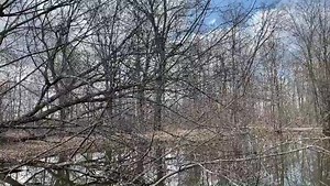 10K views · 101 reactions | Laser guns in the forest? Nope—that’s just a male Northern Cardinal singing his spring song. Cardinals have several sounds/songs they sing…but we kind of love the one that sounds like “Pew-pew-pew!” Not to mention how wonderful it is just to hear all the birds singing for spring. Sound up for this one! #CincyNature #BirdSong #Birds #Spring #SpringSong #LaserGun #pewpew | Cincinnati Nature Center | Facebook