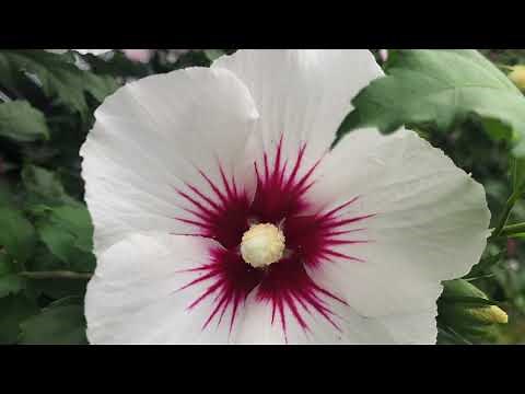 How & When to Prune Rose of Sharon