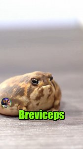 😲🧐🐸La Breviceps macrops: Enojo y ternura en una rana #viral #curiosidades | Efecto Mariposa
