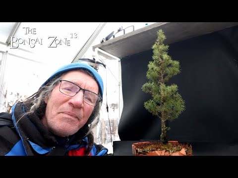 Winter Pruning My Alberta Spruce, The Bonsai Zone, Jan 2026