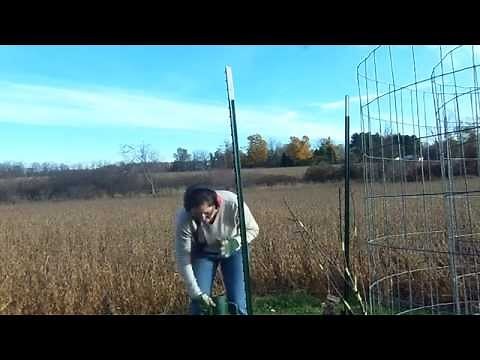 Installing T posts with a T post driver