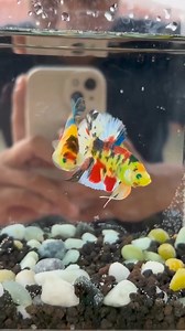Betta fish, also known as Siamese fighting fish, are native to Southeast Asia’s rice paddies and slow-moving waters. These captivating creatures have been selectively bred for their vibrant colors and flowing fins for hundreds of years. Link:https://ssur.cc/QFYpULdx #hygger #hyggeraquarium #aquariumtankfishlove | Hygger Aquarium