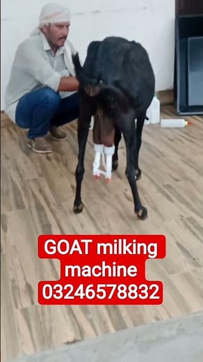 GOAT milking machine