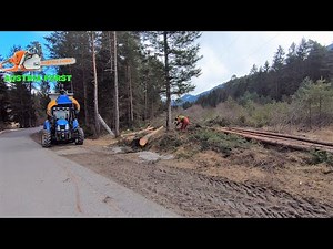 Tree fell compilation