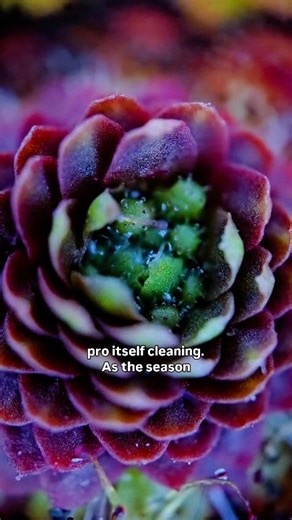 3.3K views · 84 reactions | Do I NEED to harvest my Pygmy Drosera gemmae?樂 #carnivorousplants #pygmy #drosera #sundew | Carnivorous experimentus | Facebook