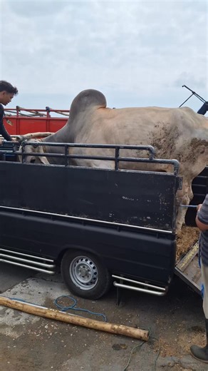 9K views · 72 reactions | Sapi besar turun ke pasar | Sapi bull | Facebook