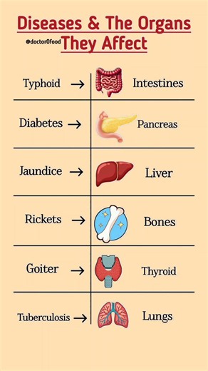Diseases & The Organs They Affect | Typhoid, Diabetes, Jaundice & Rickets Explained #healthtips