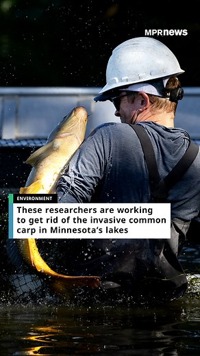 214K views · 3.3K reactions | Common carp are a common problem in...