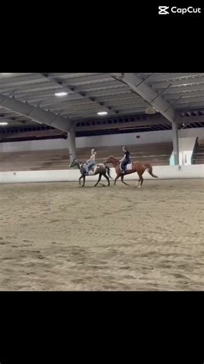 Charmm #horse #equestrian #equestrianjourney #ponymalta #horsetrack #riding #rodeo #fypシ゚viral #pony