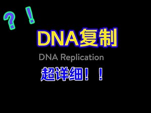 The DNA replication process of E.coli/大肠杆菌DNA复制过程