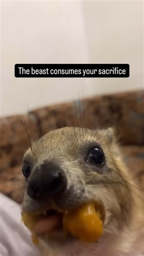 Michael kuroda | The beast when offered a date A funny little bush hyrax taking his time masticating a fruit, too busy chewing to WAWA #hyrax #asmr... | Instagram