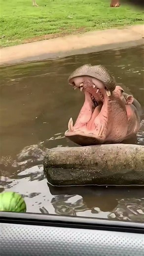 The Hippo’s Reaction to Getting a Watermelon! 🍉🦛😂 #english #ytshorts #usashorts