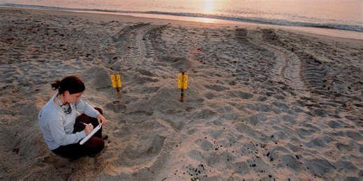 Florida marine center reports breaking sea turtle nesting record
