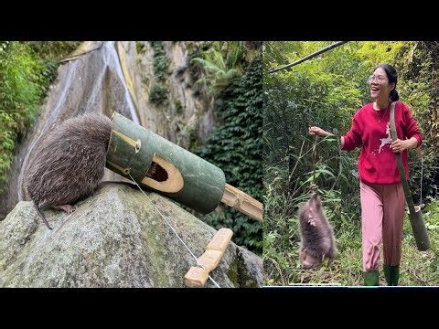 Make mouse traps with bamboo pipes, cook and survive alone in the forest