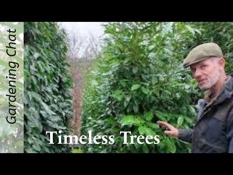 Timeless Trees 🌳 Shaping & Pruning Evergreens & Great Garden Feature the Multi-Stem Tree #gardening