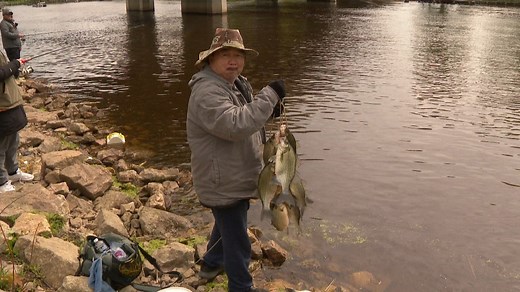 White bass run underway on the Wolf River in Fremont