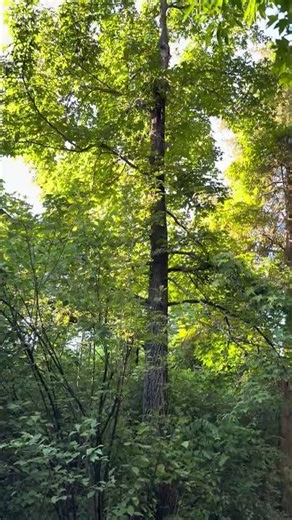 🌿 STUNNING Nature Walk! Massive Green Trees at Summit Park Blue Ash Ohio! 🌳 #Nature #BlueAsh #OH