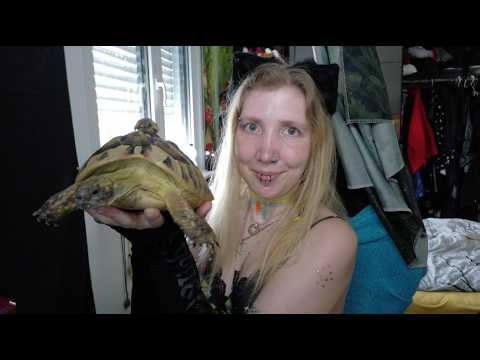 KLEIN vs. GROß - KLEINSTE und GRÖßTE Griechische Landschildkröte 💚 | 🐢 Viking Turtles