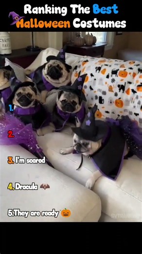 Dogs and Halloween 🎃🐕 #dogs #cute #funny #halloween #costumes #dogscostumes