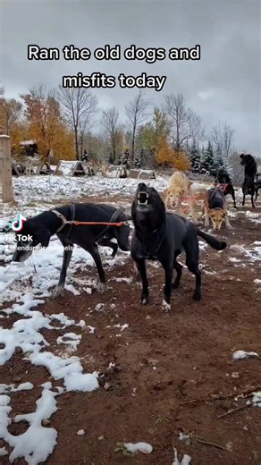 Throwback to running in fresh snow October 14, 2022. The dogs go crazy when we get our first snowfall they act like kids on Christmas morning. #sleddogs #workingdogs #mushing #dogs #kennel #alaskanhusky | Endurance Kennels LLC