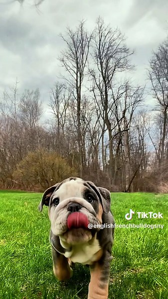 11 WEEKS Old - “Chloe” - English Bulldog - Female Blue Tri - Rochester, New York . . . . . . . Bully Me English & French Bulldogs of New York- Breeding “Big Bad Bertha” (Eleanor x Mr. Wonga 4-7-24) x Captain America 🇺🇸! Born 1-22-26! 📩 to find out how to become part of our Bully Me Family! There is still time to become a part of our Bully Me Family! #englishbulldogpuppies #bulldogsnewyork #bulldoglovers #bulldogofig #bulldoglover