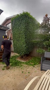 215K views · 1.6K reactions | Man vs MONSTER Hedge! Who won? #monster #gardens #satisfying #relaxing #clean #fypシ #earthmonth #gardeninspiration #tradesman #dubai #spring #yard #lawncare #topiary #hedgetrimming #maintenance #art | Nathans Lawns and Gardens | Facebook