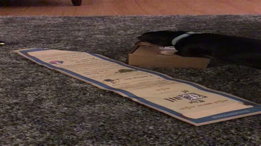 "Excited Pooch Unboxes Bark Box, Receives Adorable Toy"