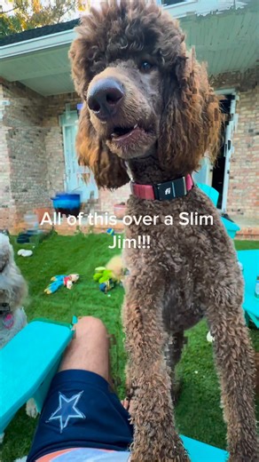 Royal Dixie Poodles — where Slim Jim’s are a group discussion ##RoyalDixiePoodles #StandardPoodle #SpoosOfInstagram #PoodleLife #PoodleProblems #DogComedy #FunnyDogReels #DogNegotiations #SnackTax #SlimJimTax #Outnumbered #DogParentsLife #LifeWithPoodles #GulfCoastPoodles #MaisonDeCaniche | Royal Dixie’s Standard Poodles
