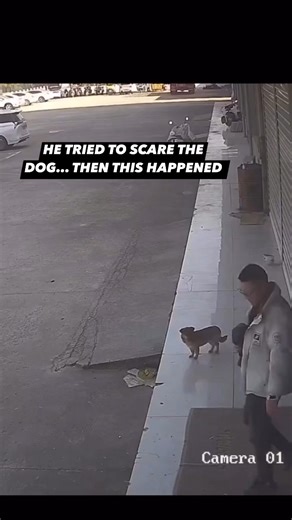 He stepped at the dog trying to scare it… and instantly paid for it. 😬 Watch closely — karma hits QUICK. | TM Canine Services