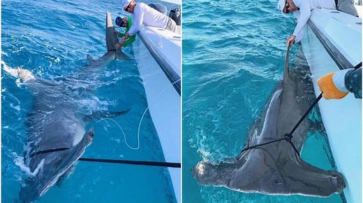 Golf legend Greg Norman reels in a ‘monster’ hammerhead shark