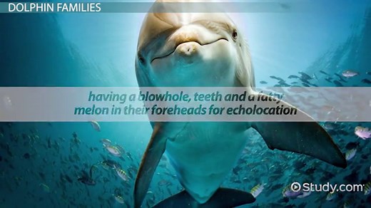 Dolphin Species | Overview, Types & Families