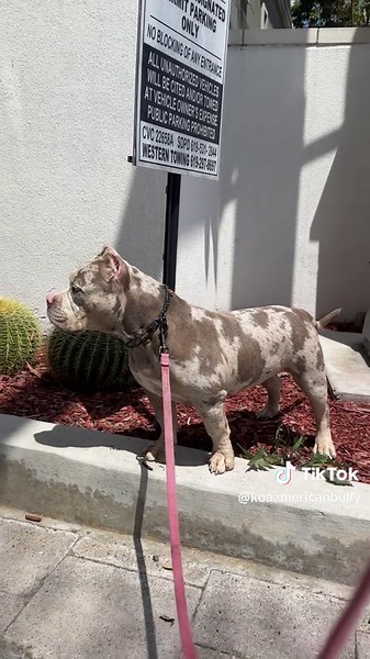 American Bully Puppy Growth Over 6 Months