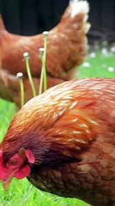 Five little chicken sounds Cute little animals chicken,  sounds