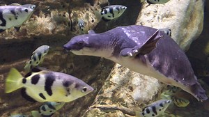 Download Turtle Swimming 4k for free