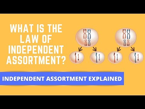 INDEPENDENT ASSORTMENT WITH AN EXAMPLE