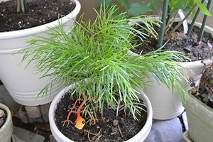 Acacia Cognata 'Cousin Itt'