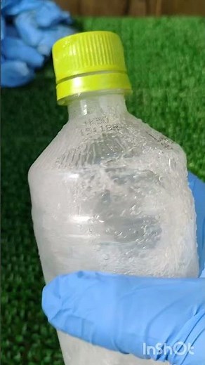 ぶどう栽培ジベレリン処理やり方高級ぶどうを育てます6月上旬ブドウ栽培やり方家庭菜園葡萄巨峰シャインマスカット