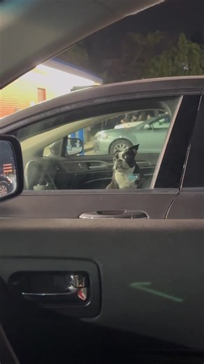 Funny Moments with My Boston Terrier's Daily Life