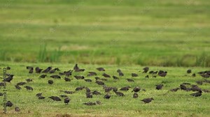 A flock of common starling (Sturnus vulgaris) also known as the European starling foraging in a meadow - slow motion