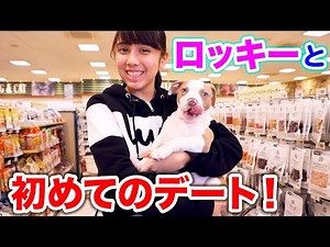 Rocky's first outing! Clothes and collar! Toys too! [Pets]