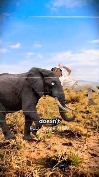 What happens if an Elephant charges you… 🐘